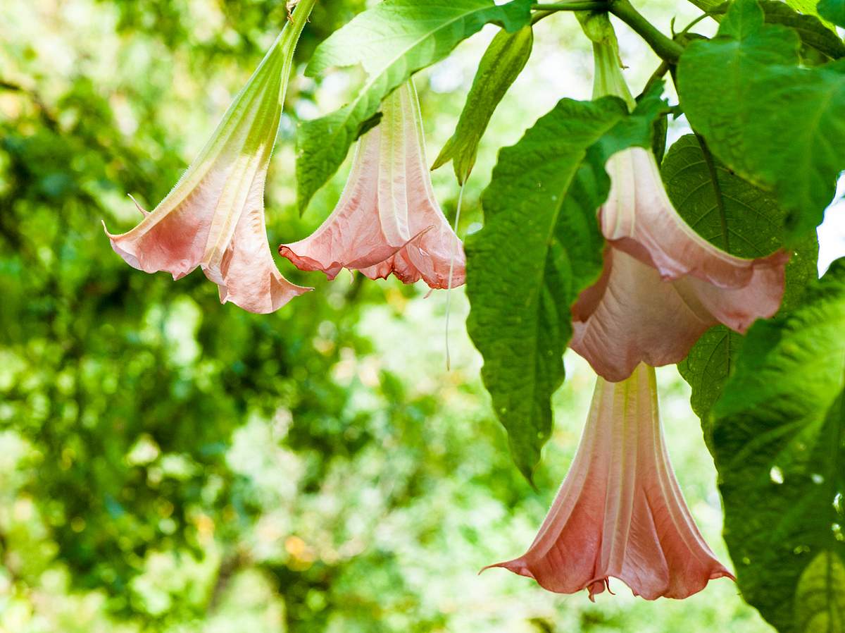Die 10 giftigsten Pflanzen aus deinem Garten: Engelstrompete.