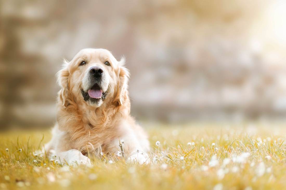 Golden Retriever Golden Retriever