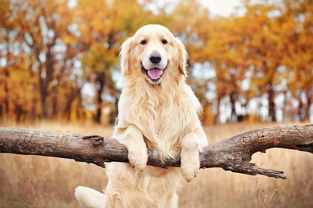 Golden Retriever Golden Retriever