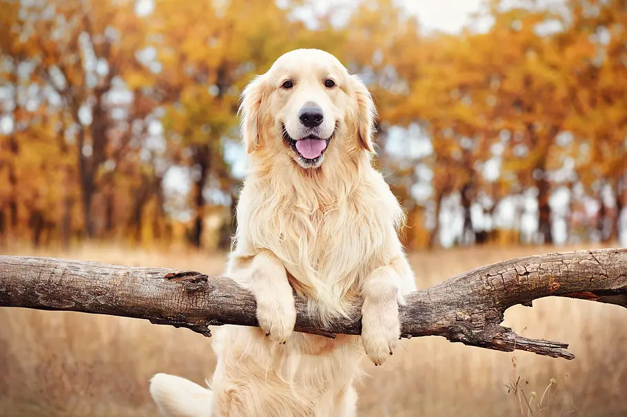 Golden Retriever Golden Retriever