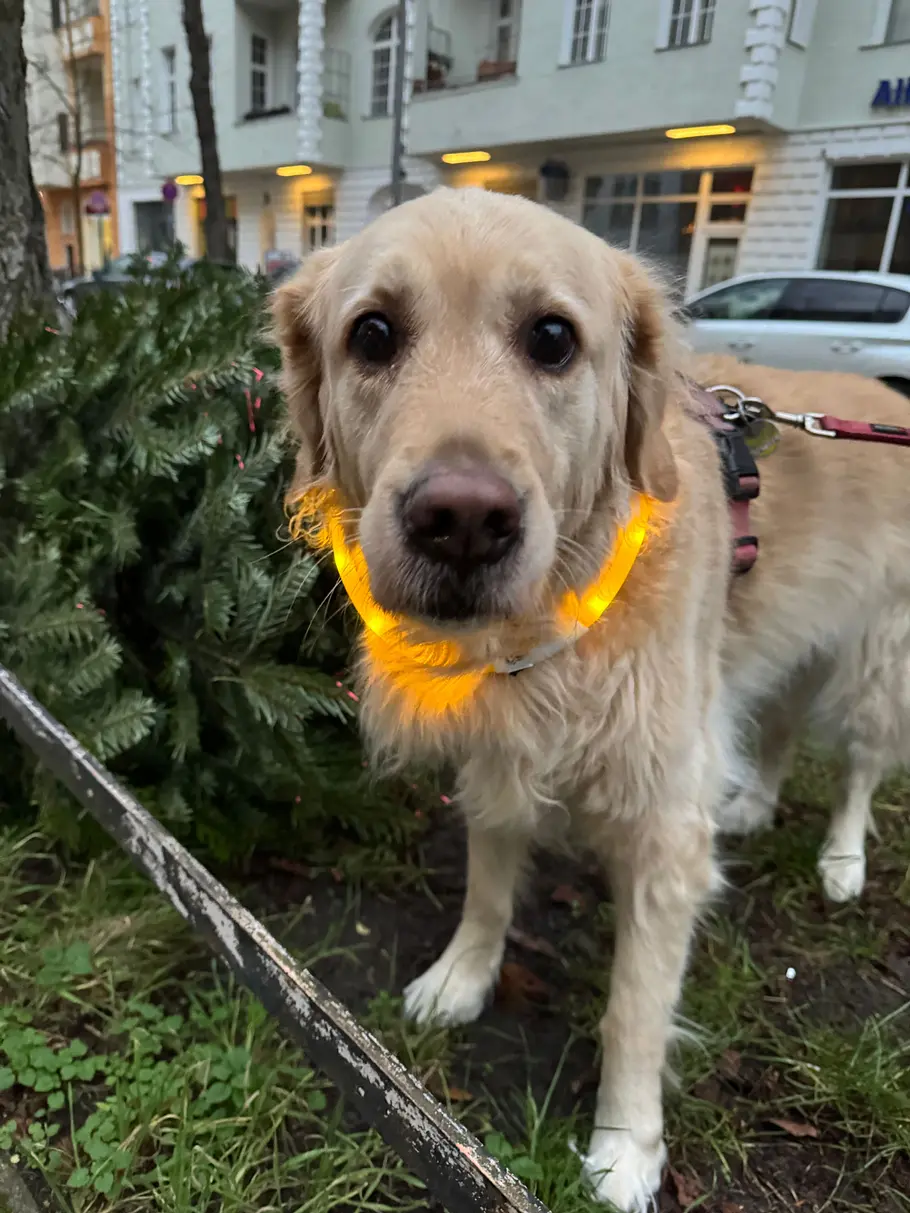 Golden Retriever mit gelbem Leuchthalsbald schaut ängstlich in die Kamera