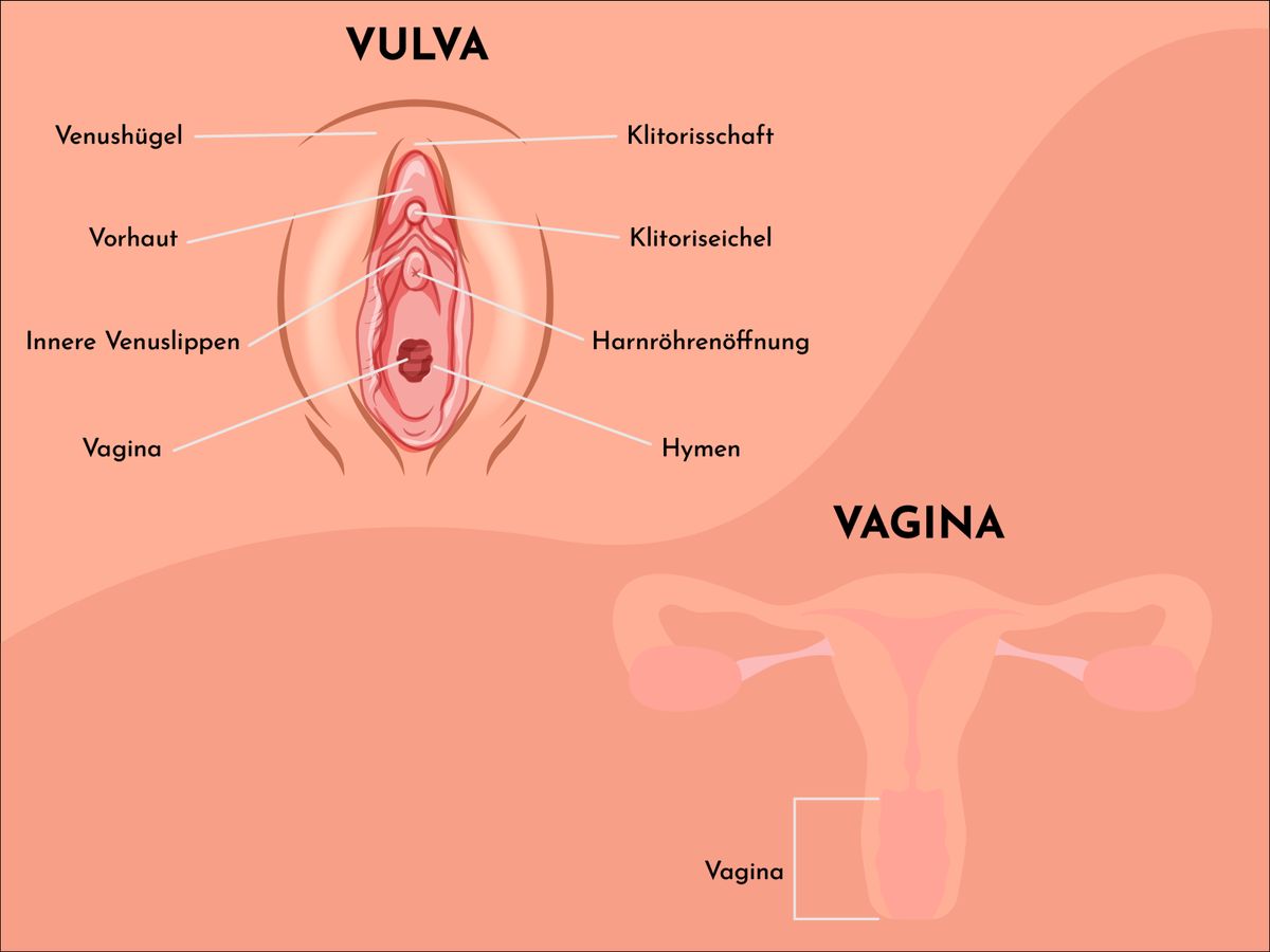 Grafik: Unterschied zwischen Vagina und Vulva