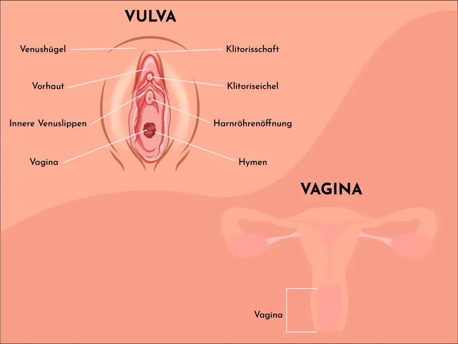 Grafik: Unterschied zwischen Vagina und Vulva