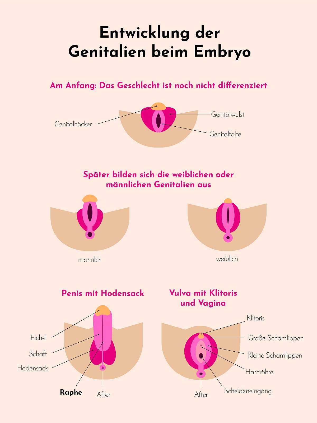 Grafik: Woher stammt die Narbe am Penis?