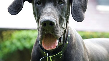 Der größte Hund der Welt war eine deutsche Dogge. - Foto: Searsie/istock