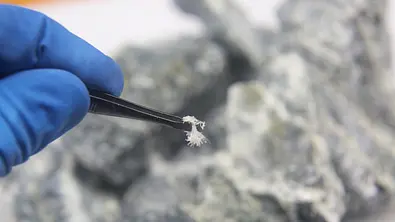 Ein Makrofoto zeigt Fasern des Minerals Chrysotil Asbest, die mit einer Pinzette aus dem Wirtsgestein entnommen wurden. - Foto: Symbolbild: Alexey Emelyanov