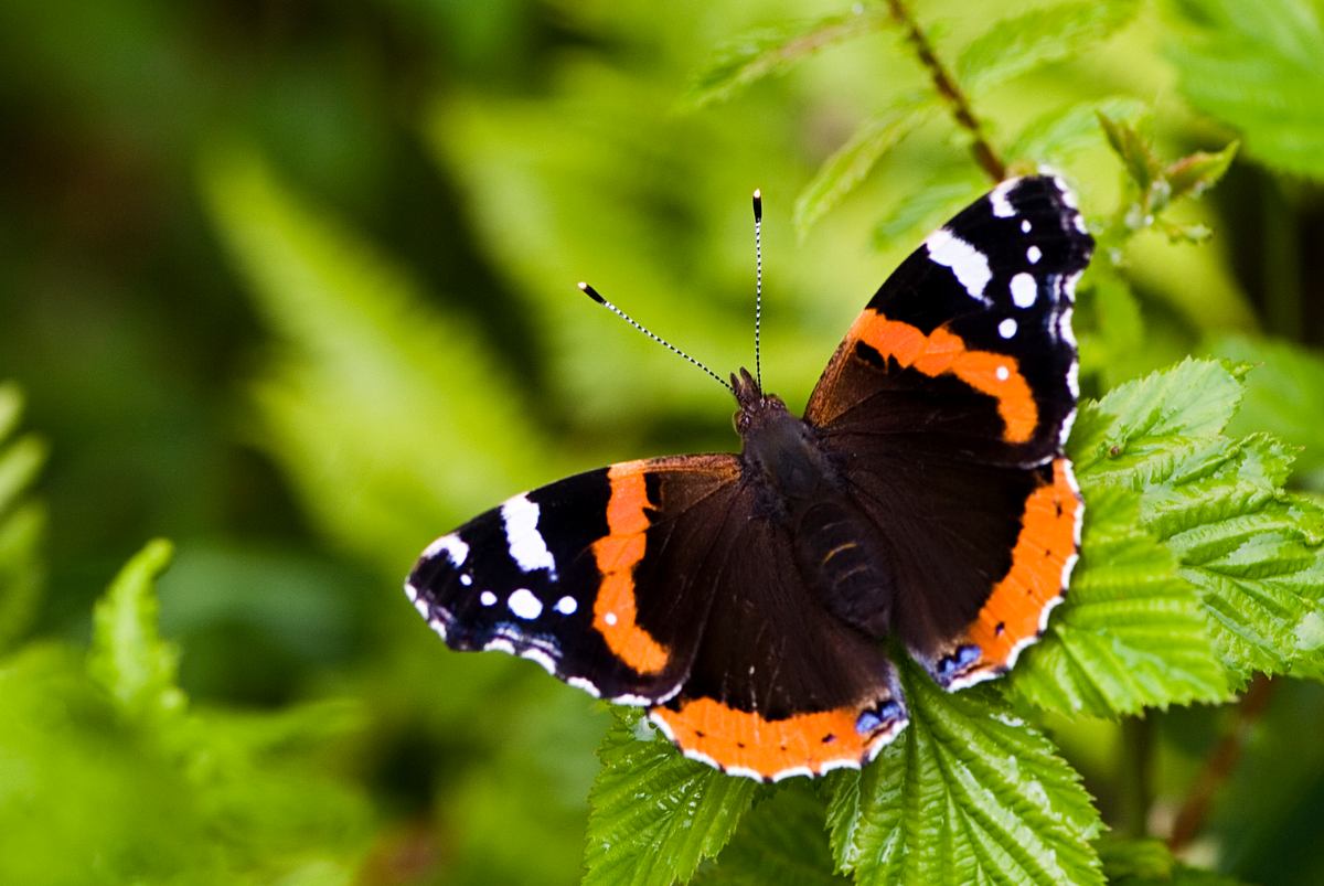 Heimische Schmetterlinge bersicht GZFF Heimische Schmetterlinge bersicht GZFF