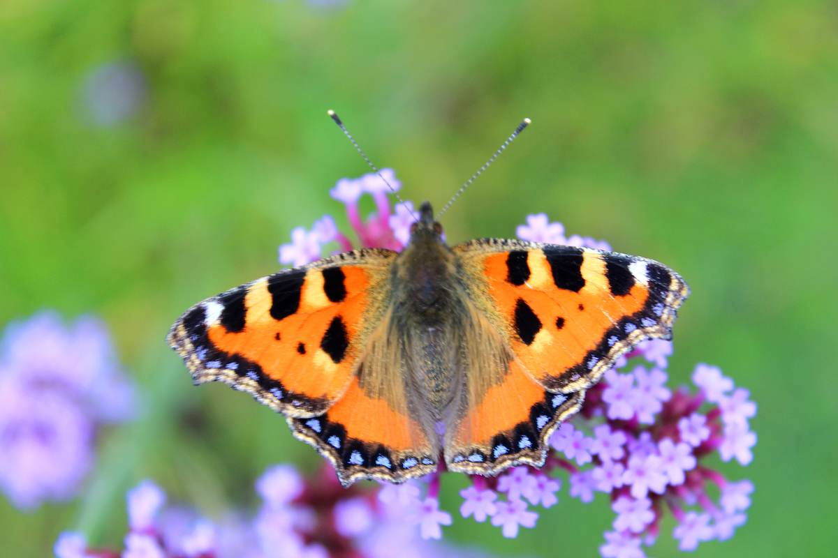 Heimische Schmetterlinge 25 H ufige Schmetterlingsarten In Deutschland Heimische Schmetterlinge 25 H ufige Schmetterlingsarten In Deutschland