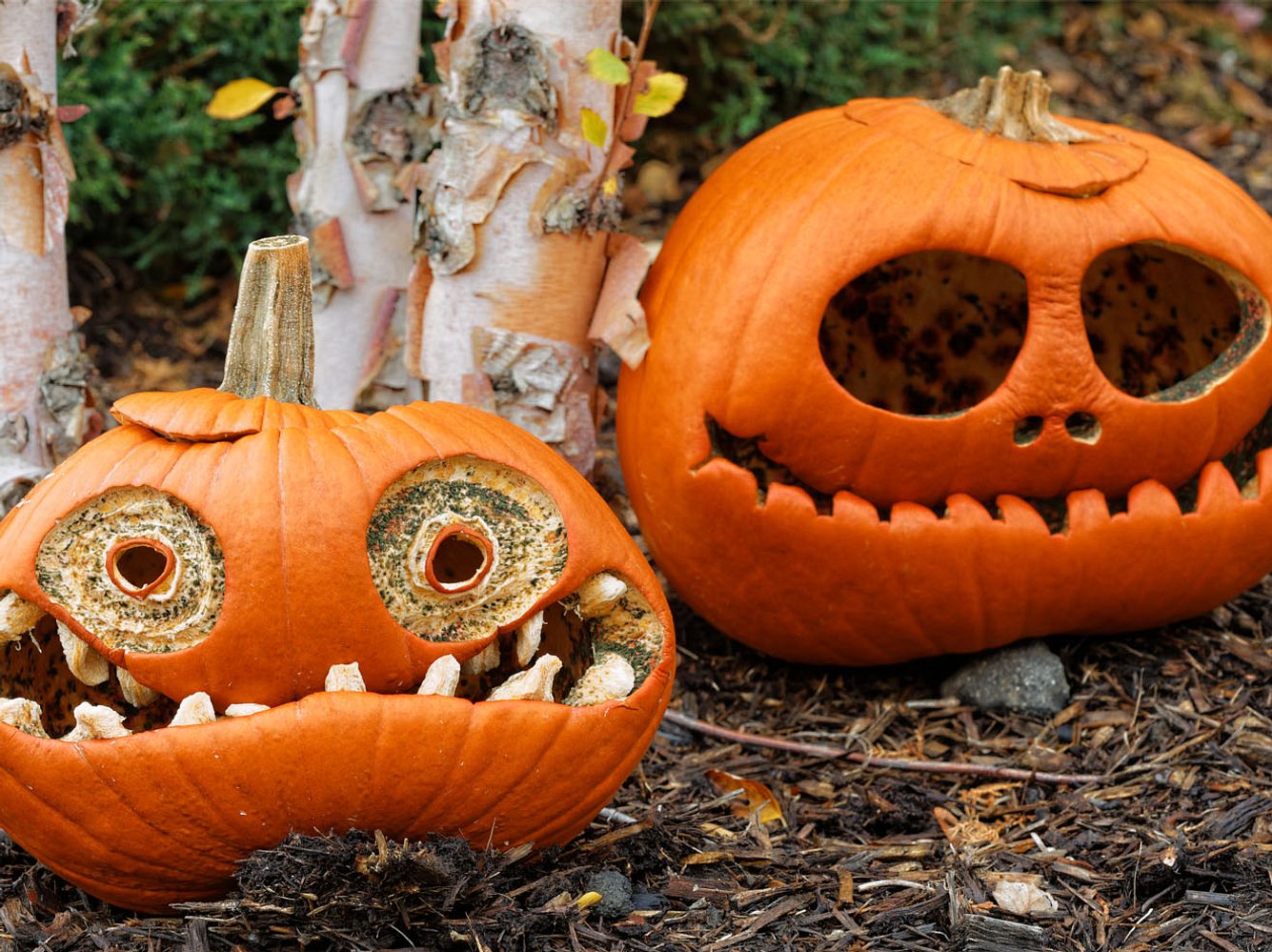 Halloween Kürbis Vorlagen: Die schönsten Ideen fürs Kürbis schnitzen