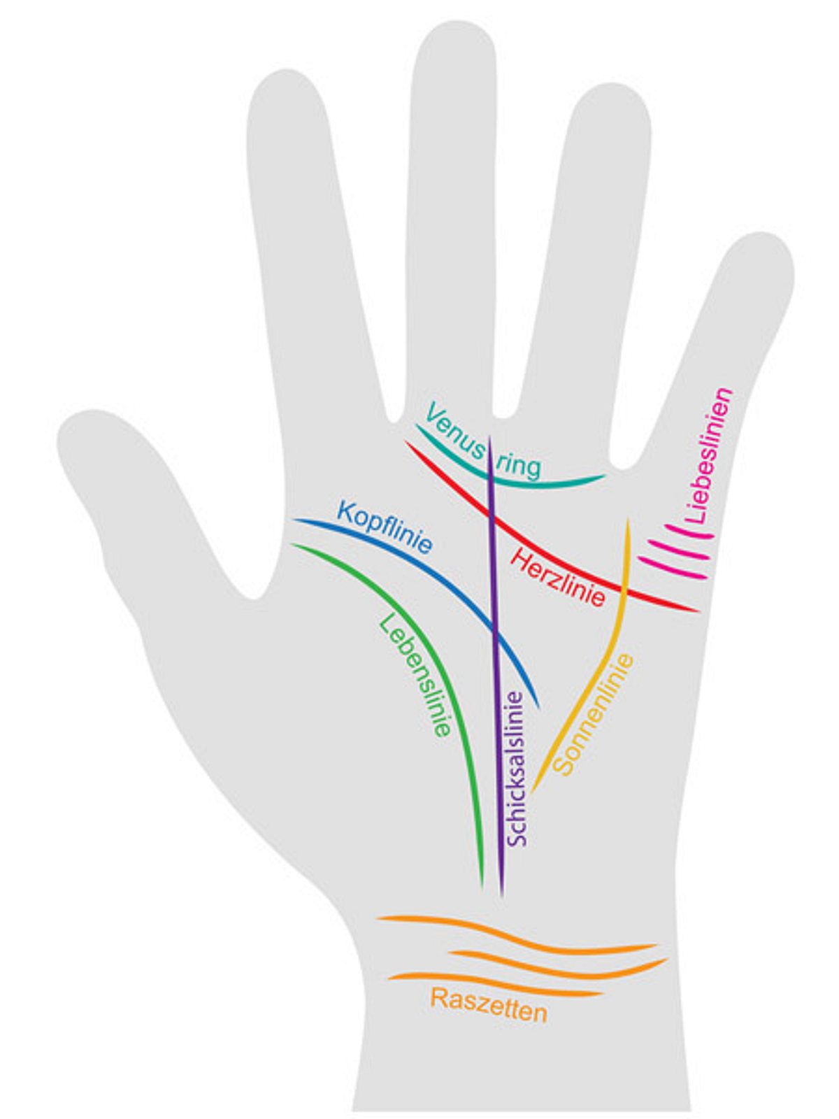 Eine Hand wurde mit allen Handlinien beschriftet.