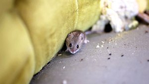 Das durch Mäuse übertragene Hantavirus ruft vielfältige Symptome hervor und bedarf einer Behandlung - Foto: ChristinLola/iStock