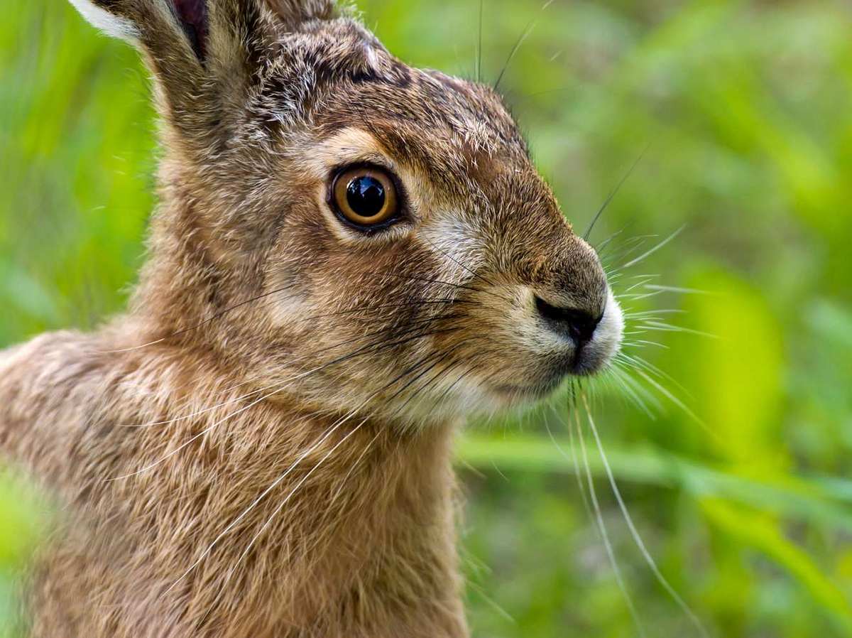 Hasenpest: Diese Seuche greift gerade wieder um sich!