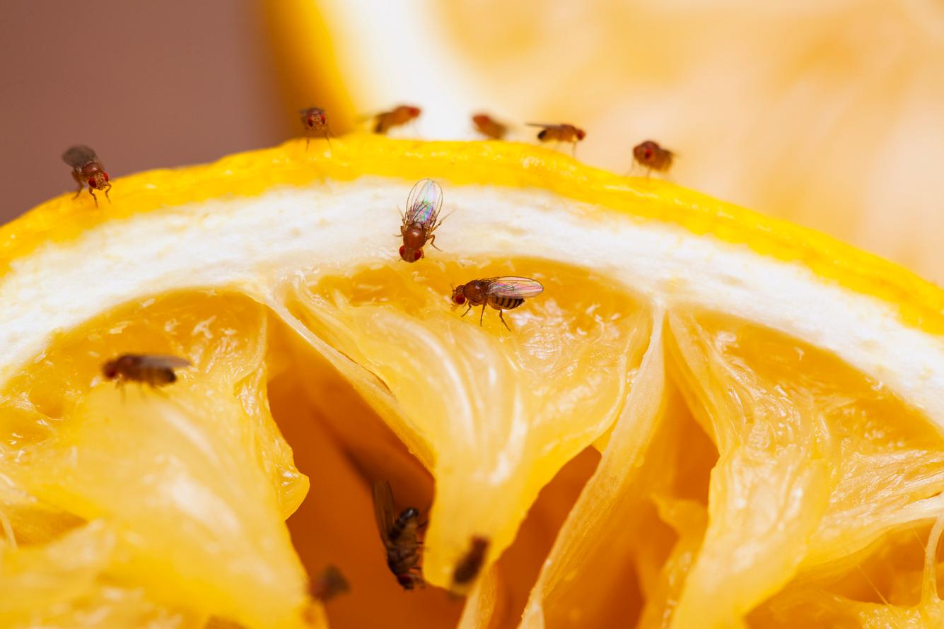 Hausmittel gegen Fruchtfliegen: Loswerden der nervigen Biester ist nicht schwer.