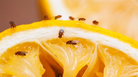 Hausmittel gegen Fruchtfliegen: Loswerden der nervigen Biester ist nicht schwer. - Foto: Drbouz/iStock