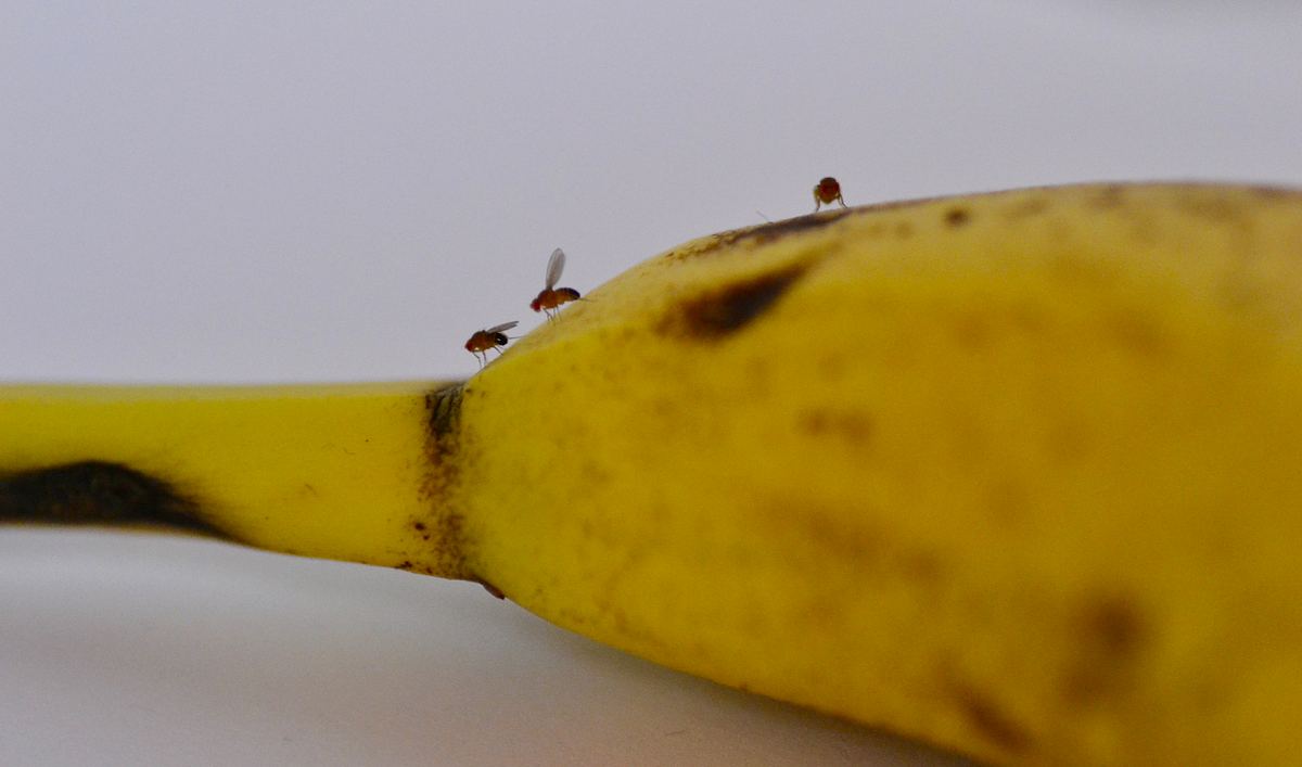 Hausmittel gegen Obstfliegen: So bastelst du eine Bananen-Fruchtfliegenfalle.