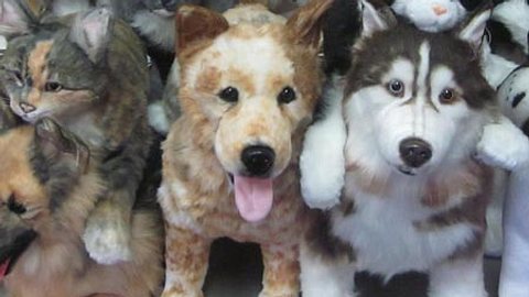 haustier als kuscheltier cuddle clones - Foto: Facebook / Cuddle Clones