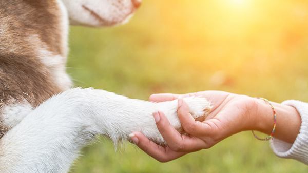 Tiere bereichern unser Leben auf vielerlei Weise – und sie haben erstaunliche Effekte auf unsere Gesundheit. - Foto: Hund gibt Pfötchen (Themenbild)