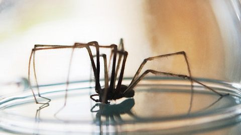 hauswinkelspinne - Foto: iStock