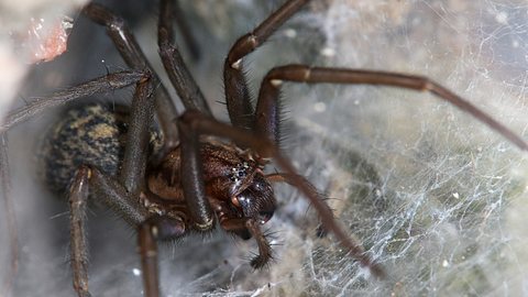 Die Hauswinkelspinne kommt zu dir nach Hause! - Foto: Reiner/iStock