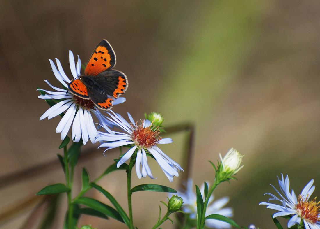 Der Kleine Feuerfalter mag Berg-Astern, die eine beliebte Zierpflanze sind. Der Kleine Feuerfalter mag Berg-Astern, die eine beliebte Zierpflanze sind.