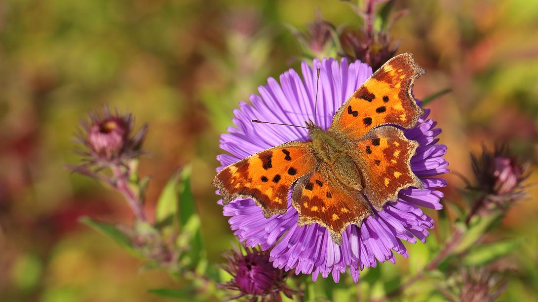 Heimische Schmetterlinge sind vielfältig - und einige Falter kommen in Deutschland häufig vor. - Foto: Andyworks/iStock