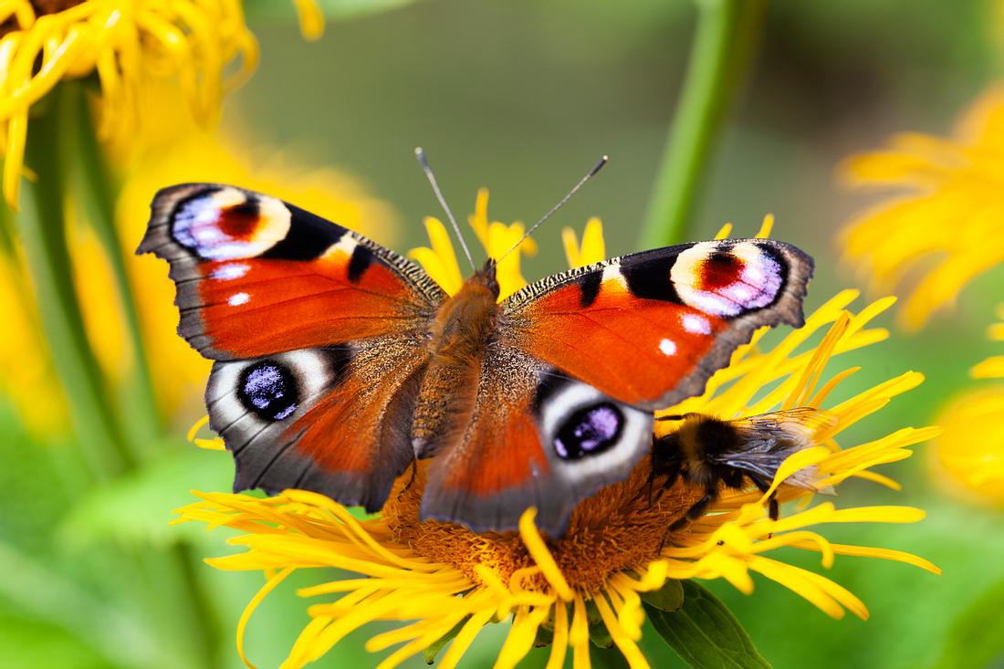 Das Tagpfauenauge auf einer gelben Blume. Das Tagpfauenauge auf einer gelben Blume.