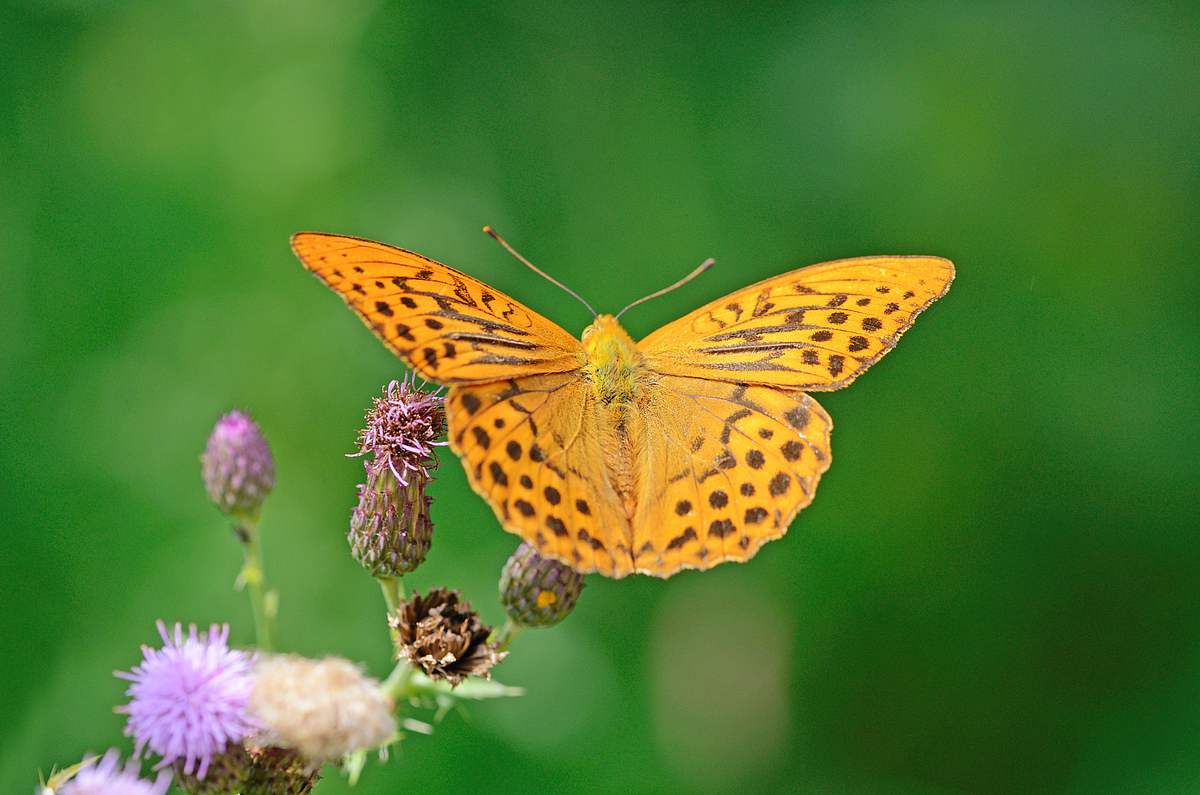Heimische Schmetterlinge 25 H ufige Schmetterlingsarten In Deutschland Heimische Schmetterlinge 25 H ufige Schmetterlingsarten In Deutschland