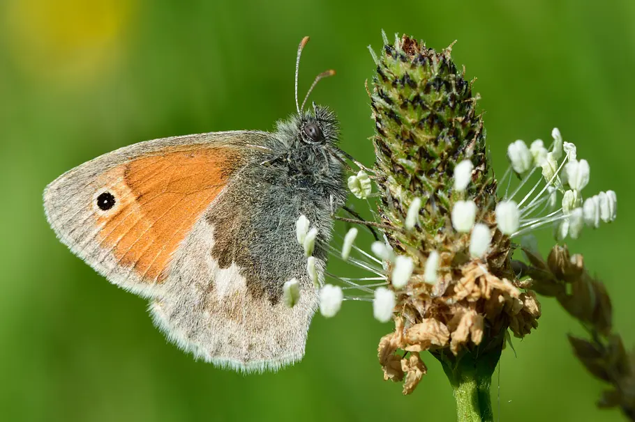 Das Kleine Wiesenvögelchen ist in Deutschland sehr häufig.