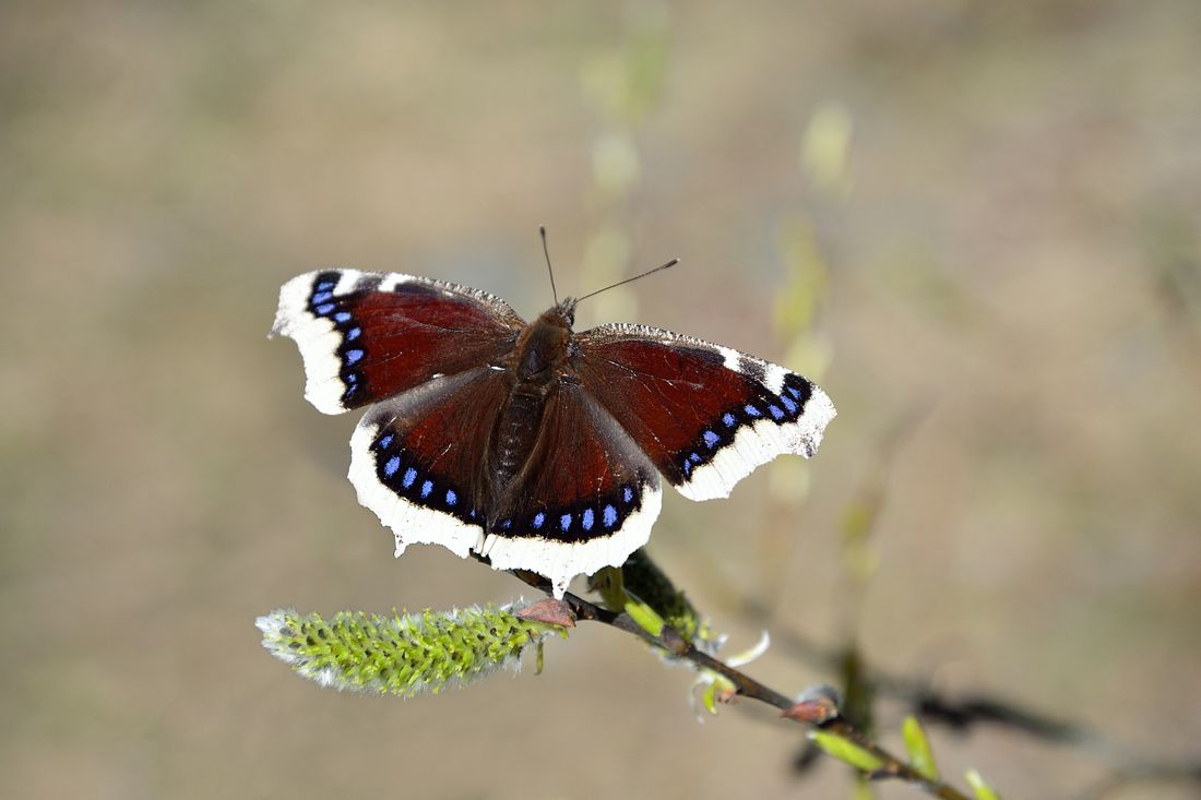 Heimische Schmetterlinge 25 H ufige Schmetterlingsarten In Deutschland Heimische Schmetterlinge 25 H ufige Schmetterlingsarten In Deutschland