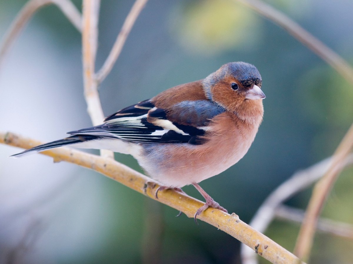 Heimische Vogelarten: Der Buchfink ist leicht zu erkennen