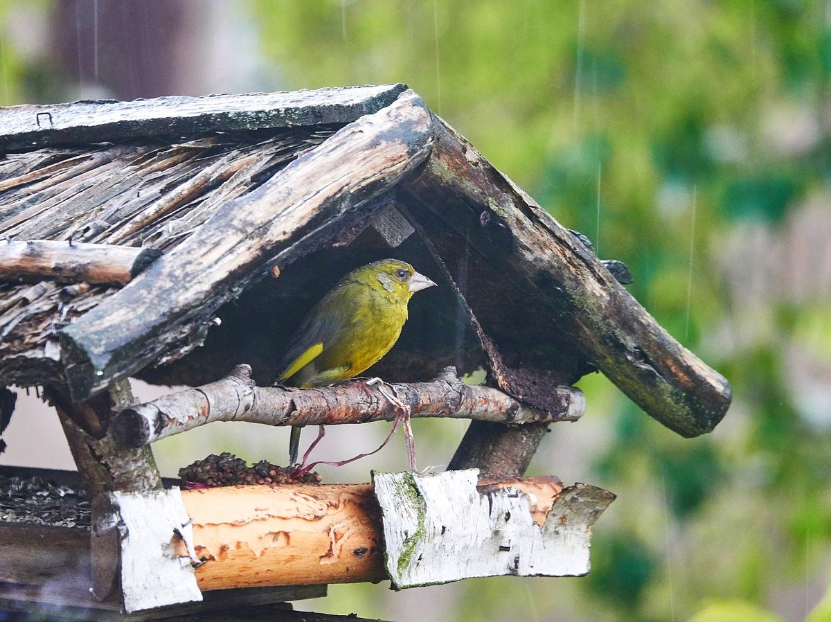 Heimischer Vogel: Den Grünfink findest du oft am Futterhäuschen