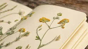 Herbarium mit gepressten und getrockneten Blumen (Themenbild) - Foto: belchonock/iStock Herbarium mit gepressten und getrockneten Blumen (Themenbild) - Foto: belchonock/iStock