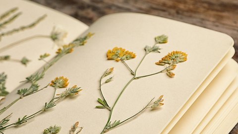 Herbarium mit gepressten und getrockneten Blumen - Foto: belchonock/iStock