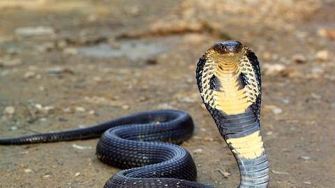 Herne: Giftige Kobra-Schlange entwischt - 30 Einwohner wohnungslos - Foto: iStock/Symbolbild