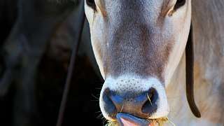 Kuh mit Heu: Wo liegt der Unterschied zwischen Heumilch und normaler Milch? - Foto: iStock
