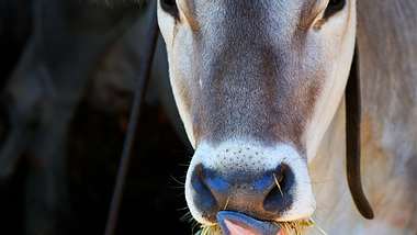 Kuh mit Heu: Wo liegt der Unterschied zwischen Heumilch und normaler Milch? - Foto: iStock