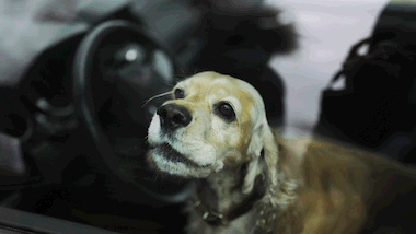 Tierquälerei: 3 Hunde sterben Hitzetod im Transporter - Foto: iStock
