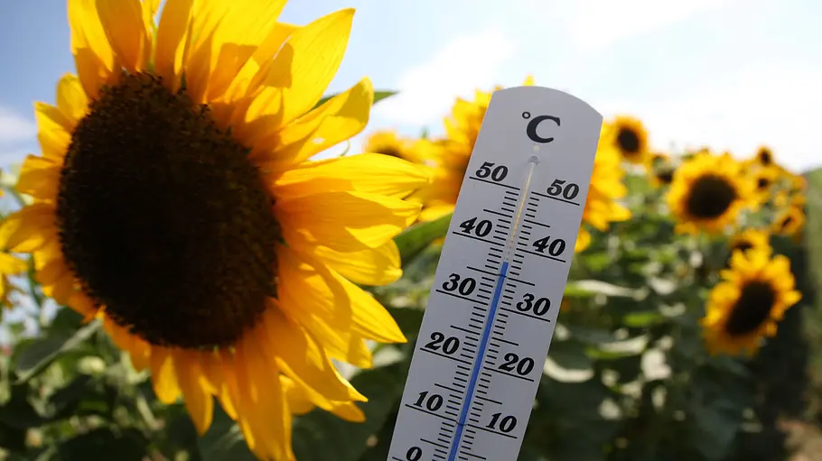 Hitzewelle Ein Thermometer neben einer Sonnenblume.
