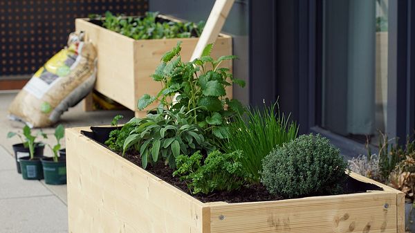 Ein Hochbeet aus Holz eignet sich zum Beispiel für ein Kräuterbeet - Foto: iStock/TG23