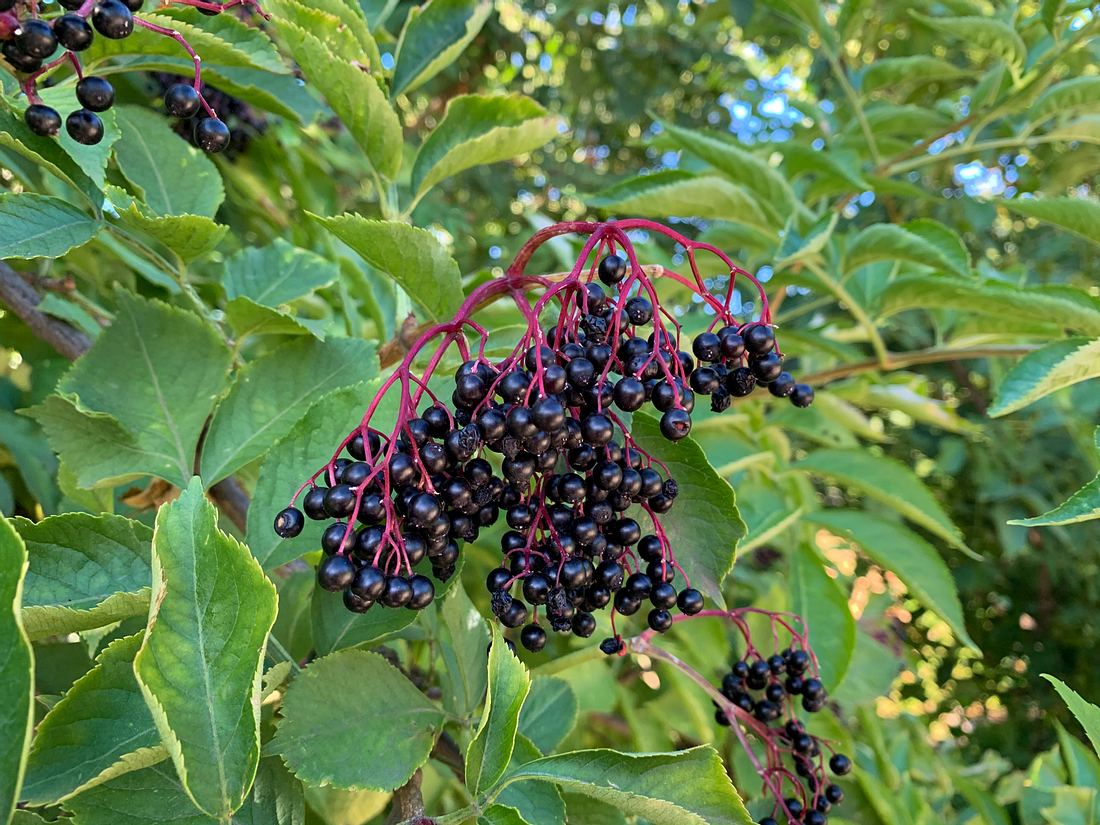 Holunderbeeren sind giftig, zumindest wenn sie roh sind. Holunderbeeren sind giftig, zumindest wenn sie roh sind.