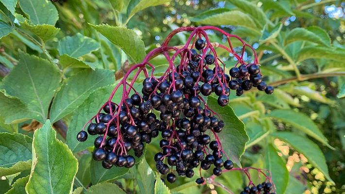 Holunderbeeren sind giftig, zumindest wenn sie roh sind. - Foto: lapasmile/iStock