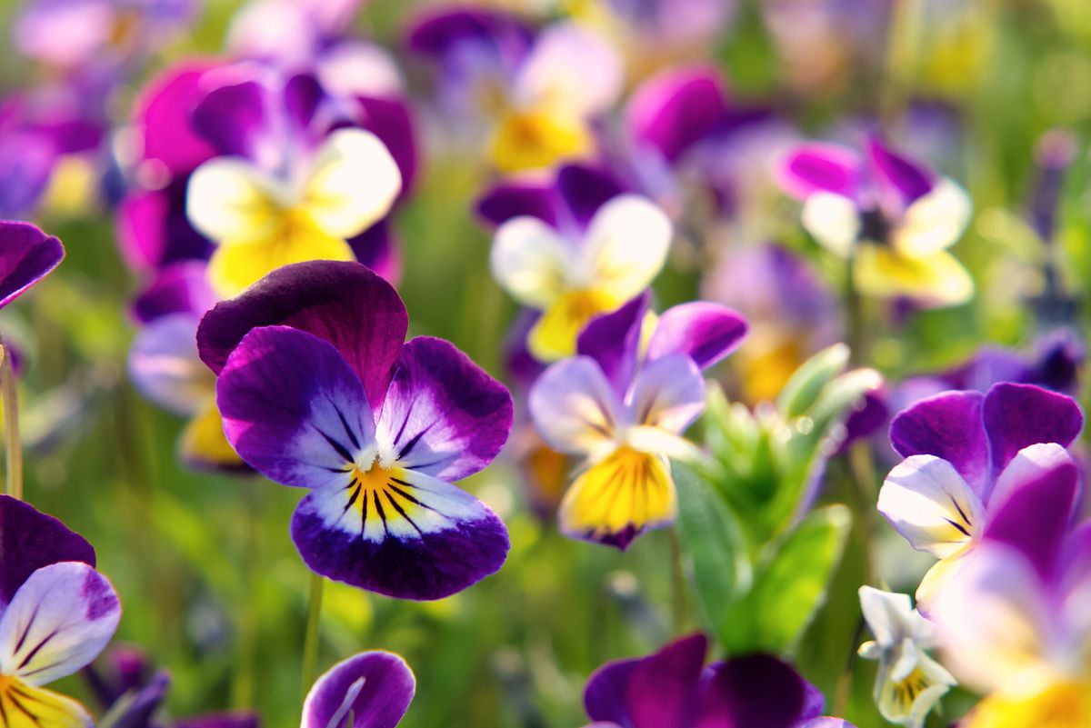 Hornveilchen und Stiefmütterchen sind essbare Blumen.