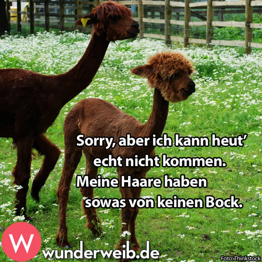 Spruch des Tages - diese Sprüche bringen zum Lachen horoskop freitag