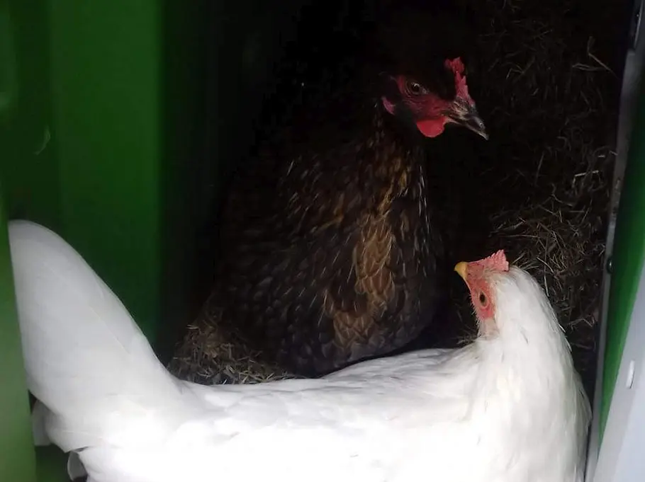 Hühner in ihrem Nest Hühner in ihrem Nest