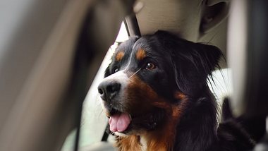 Ein Hund bei Hitze im verschlossenen Auto (Themenbild) - Foto: SbytovaMN/iStock