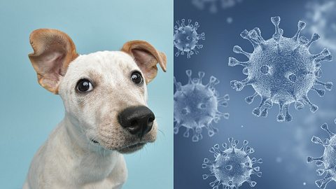 Coronavirus: Erster Hund erkrankt! - Foto: Istock