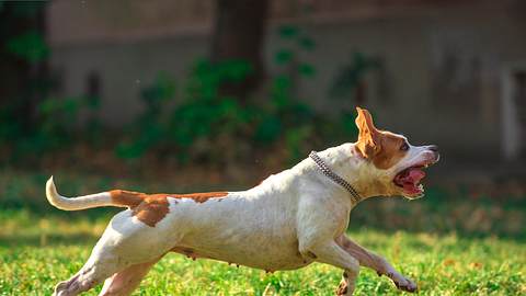 In Bielfeld hat ein Hund ein 10 Jahre altes Mädchen schwer verletzt. - Foto: Renato Arap/ istock