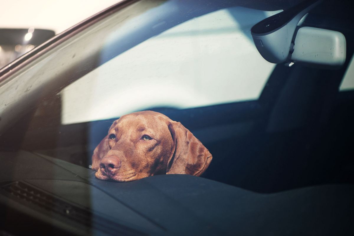 Trauriger Hund im Auto: In Hamburg befreite die Polizei einen Hund mit der Schaufel. (Themenbild)