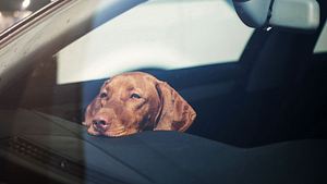 Trauriger Hund im Auto: In Hamburg befreite die Polizei einen Hund mit der Schaufel. (Themenbild) - Foto: Ablozhka/iStock