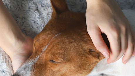 Ein Hund mit geschlossenen Augen wird von Händen gestreichelt - Foto: OlenaKlymenok/iStock